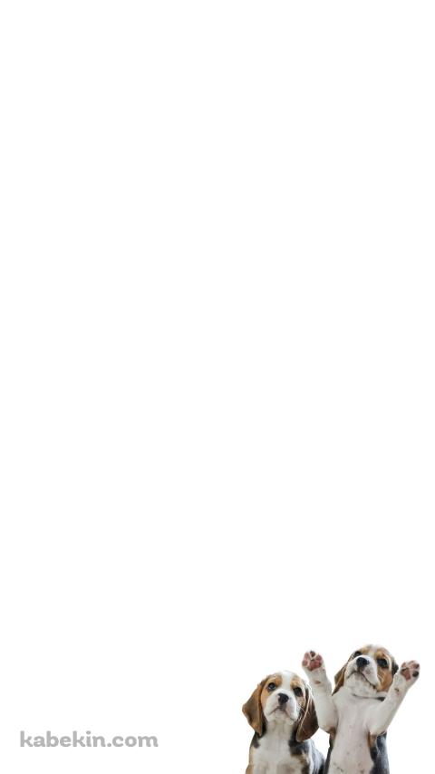 ビーグル 犬のAndroidの壁紙(480px x 854px) スマホ用