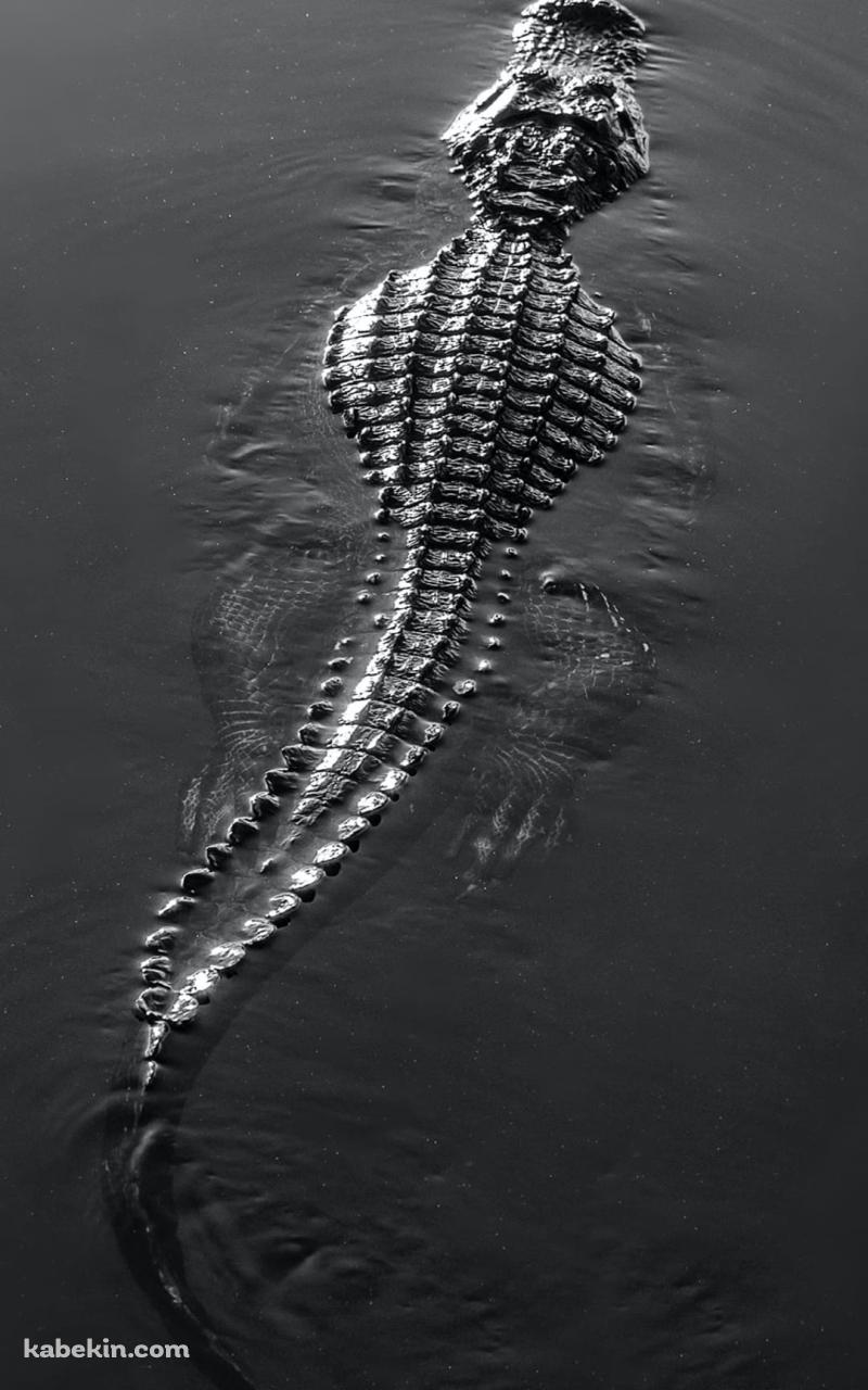 大きなワニのAndroidの壁紙(800px x 1280px) スマホ用