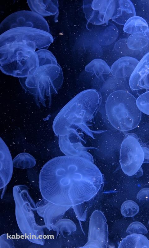 深海で光るクラゲのAndroidの壁紙(480px x 800px) スマホ用