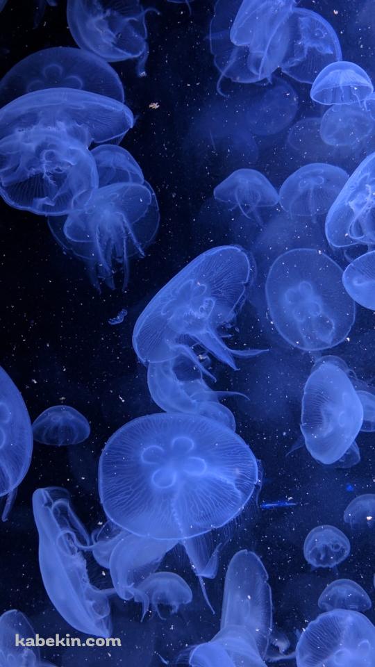 深海で光るクラゲのAndroidの壁紙(540px x 960px) スマホ用