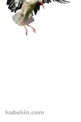 コウノトリのAndroidの壁紙(320px x 480px) スマホ用