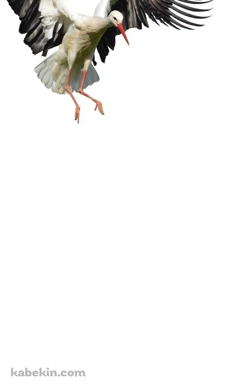 コウノトリのAndroidの壁紙(480px x 800px) スマホ用