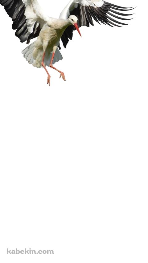 コウノトリのAndroidの壁紙(480px x 854px) スマホ用