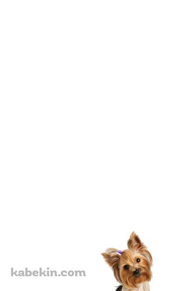 ヨークシャテリアのAndroidの壁紙(360px x 592px) スマホ用