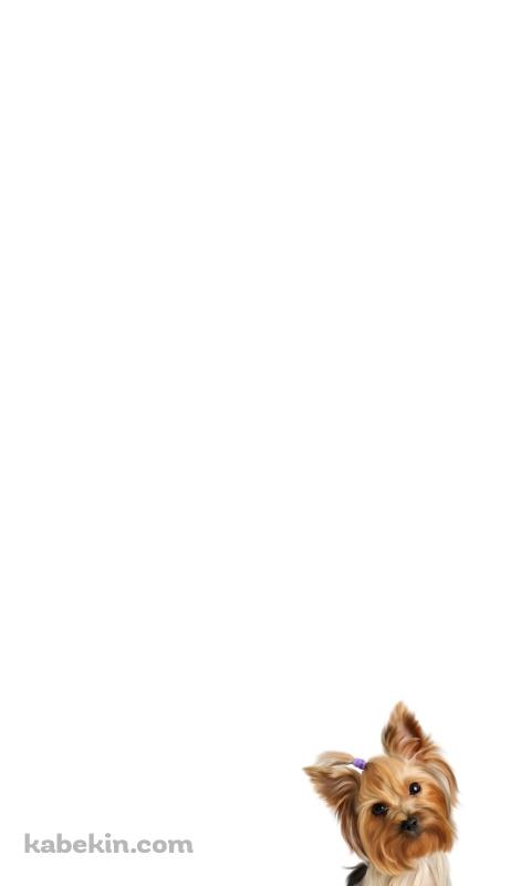 ヨークシャテリアのAndroidの壁紙(480px x 800px) スマホ用
