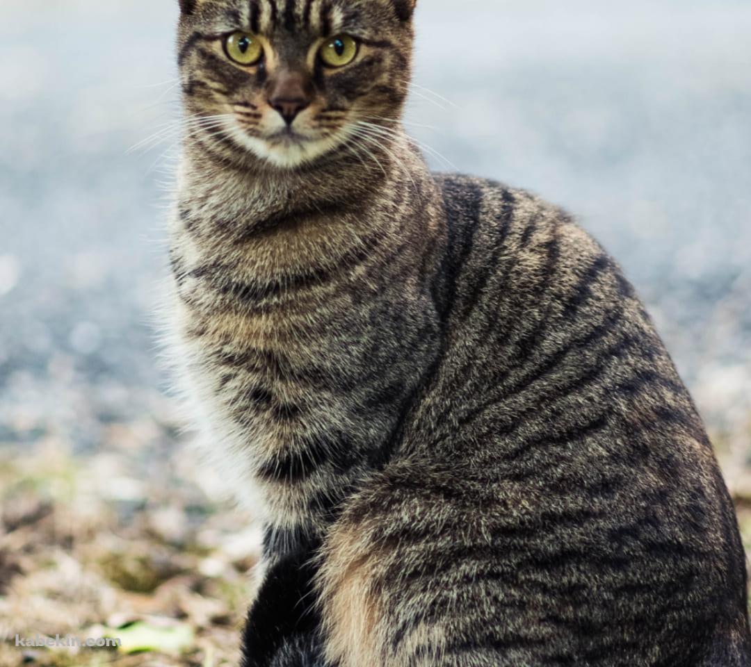 こっちを見つめる野良猫のAndroidの壁紙(1080px x 960px) スマホ用