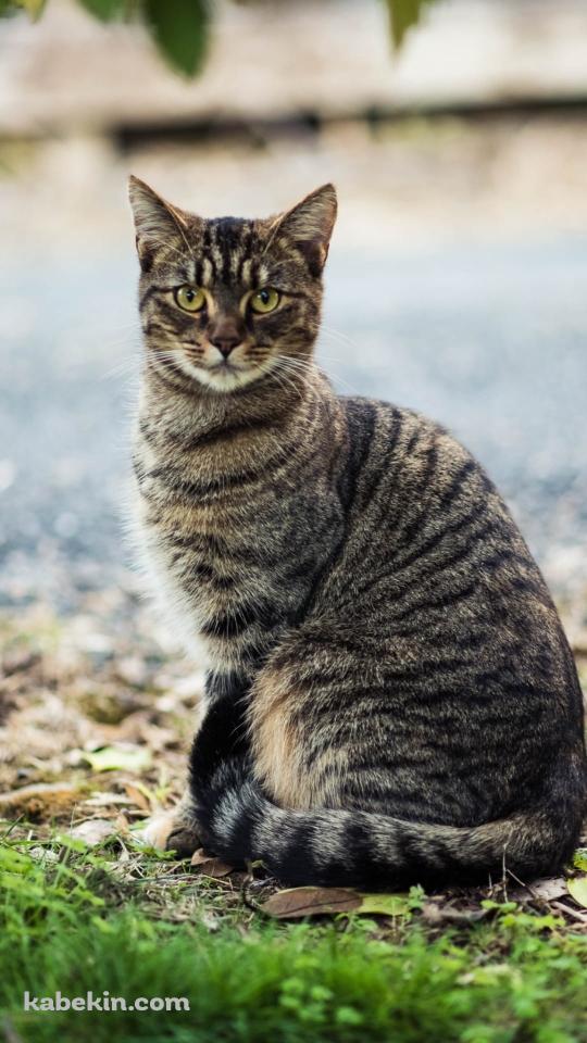 こっちを見つめる野良猫のAndroidの壁紙(540px x 960px) スマホ用