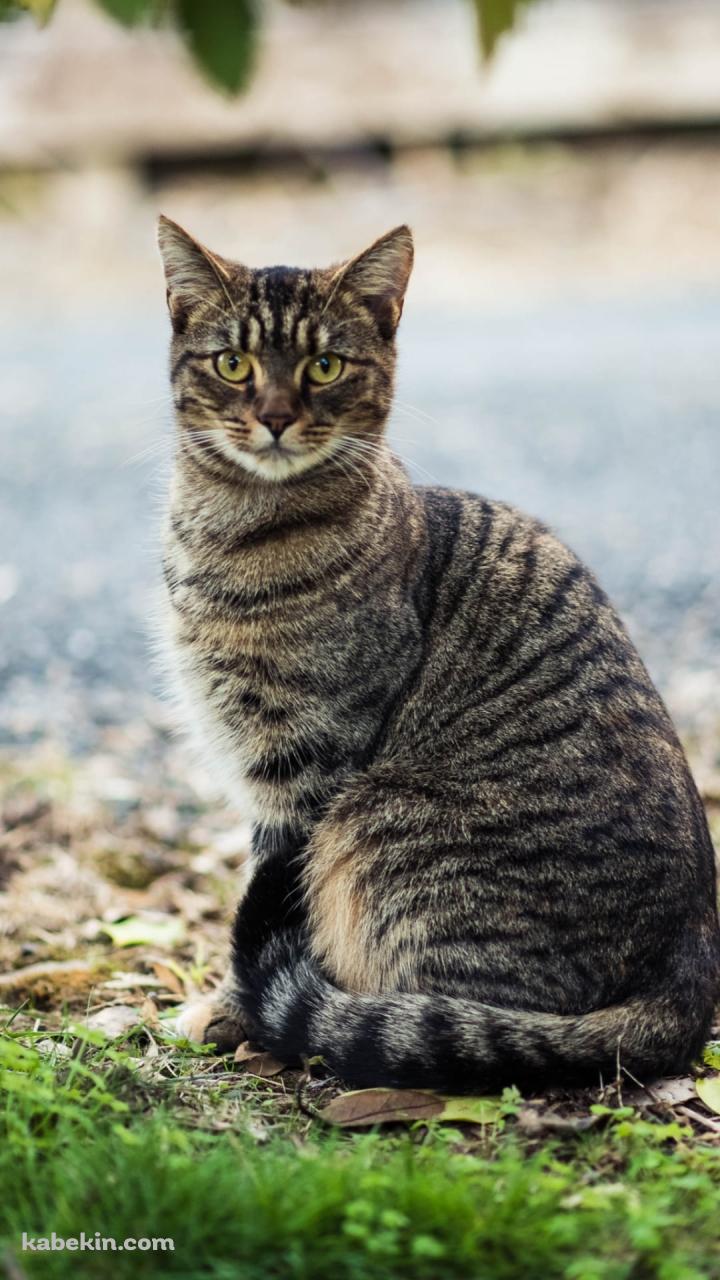 こっちを見つめる野良猫のAndroidの壁紙(720px x 1280px) スマホ用