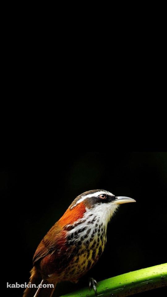 枝にとまった小さな鳥のAndroidの壁紙(540px x 960px) スマホ用
