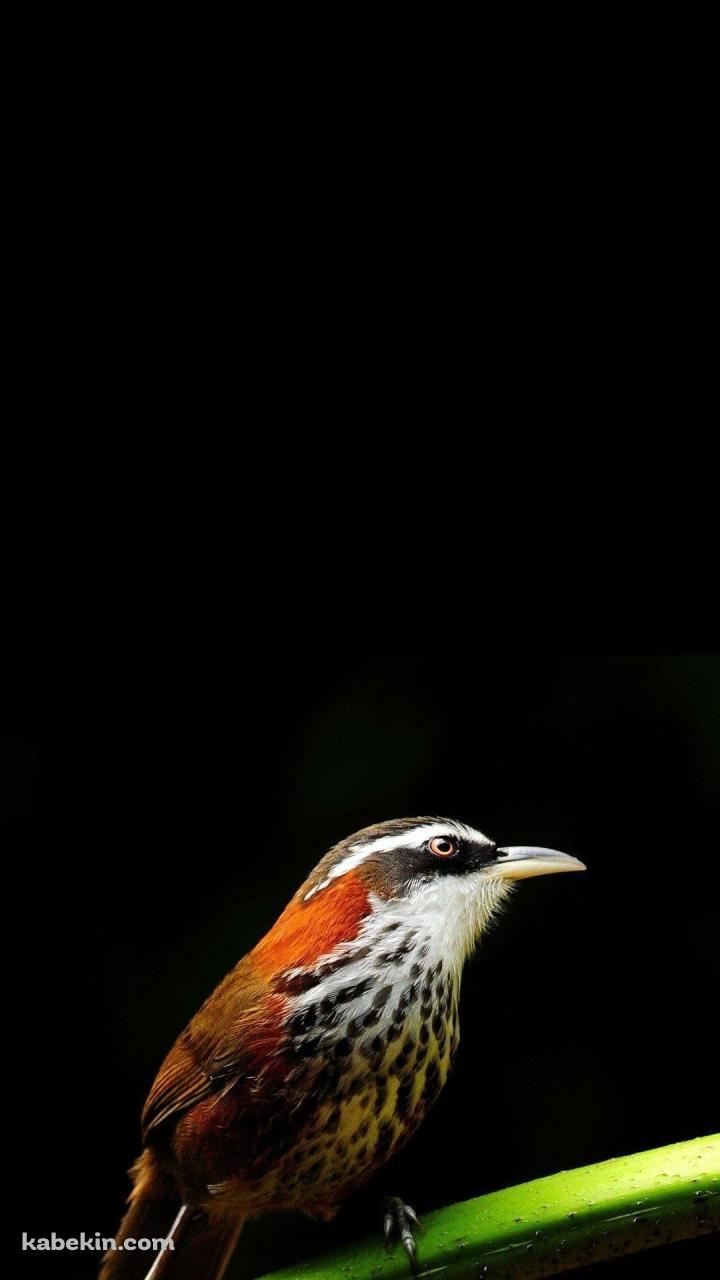 枝にとまった小さな鳥のAndroidの壁紙(720px x 1280px) スマホ用