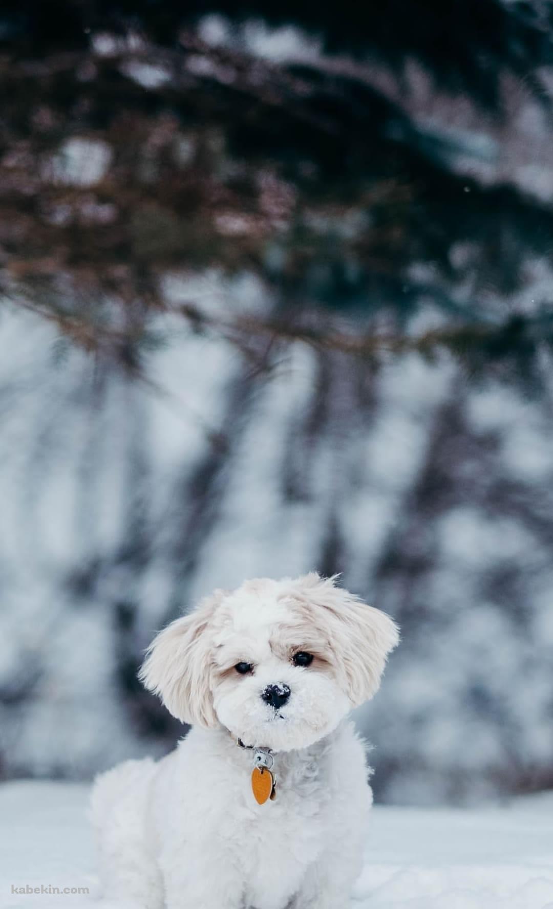 雪の中の子犬のAndroidの壁紙(1080px x 1776px) スマホ用