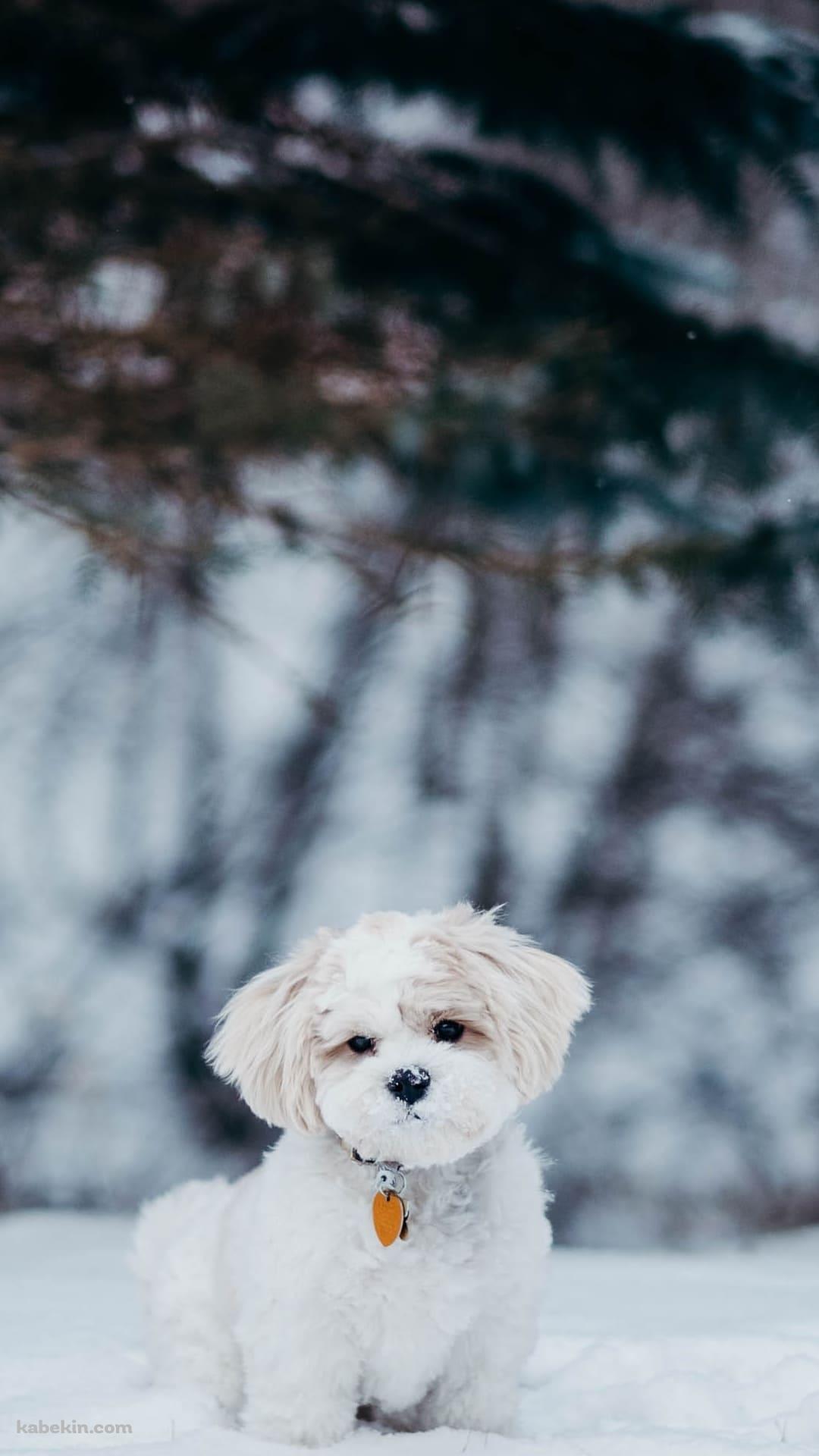 雪の中の子犬のAndroidの壁紙(1080px x 1920px) スマホ用