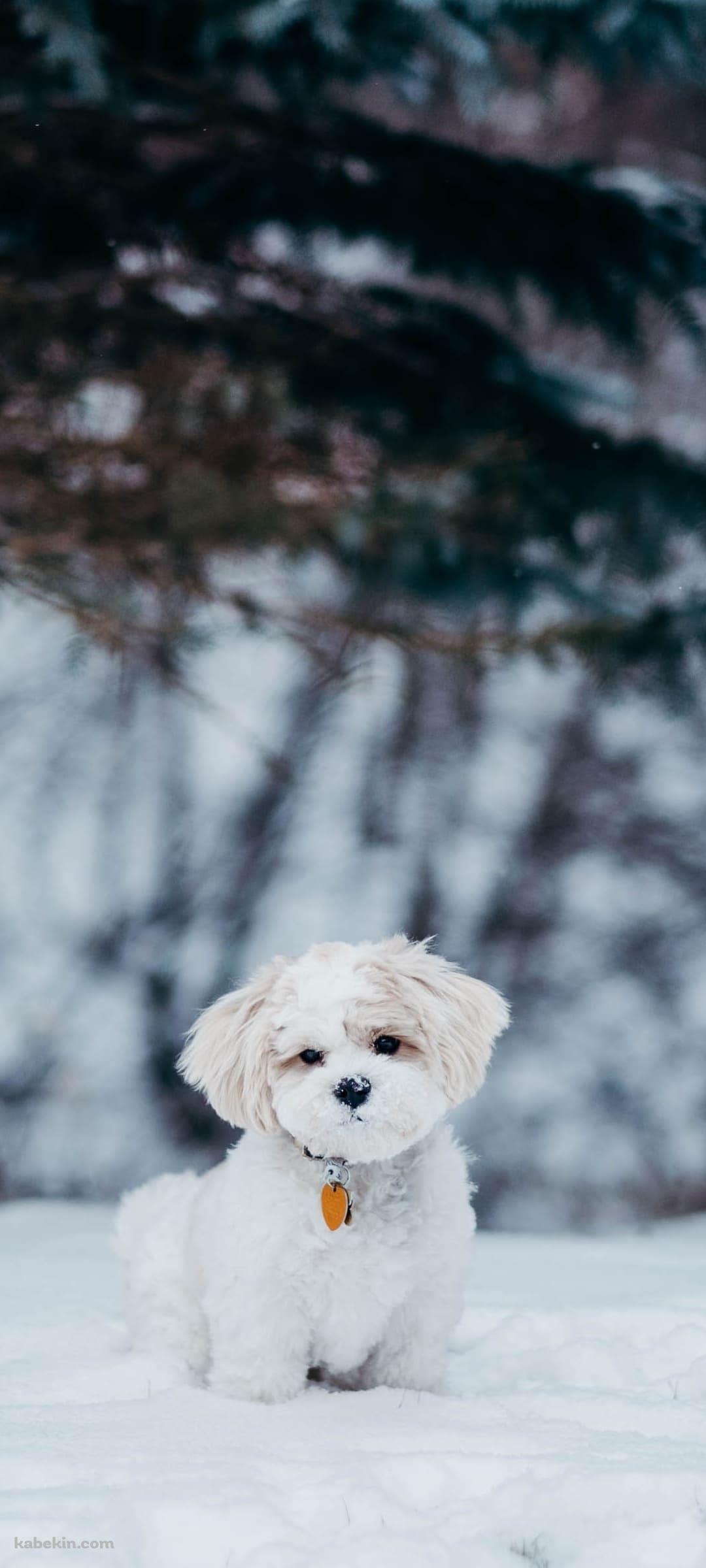 雪の中の子犬のAndroidの壁紙(1080px x 2400px) スマホ用