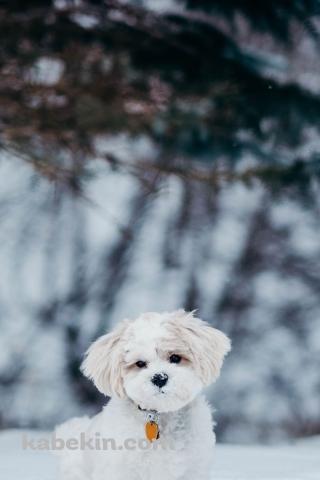 雪の中の子犬のAndroidの壁紙(320px x 480px) スマホ用