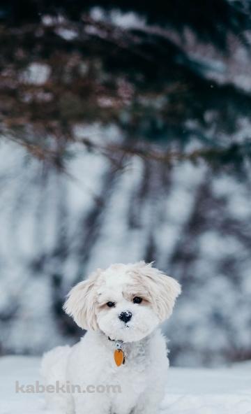 雪の中の子犬のAndroidの壁紙(360px x 592px) スマホ用