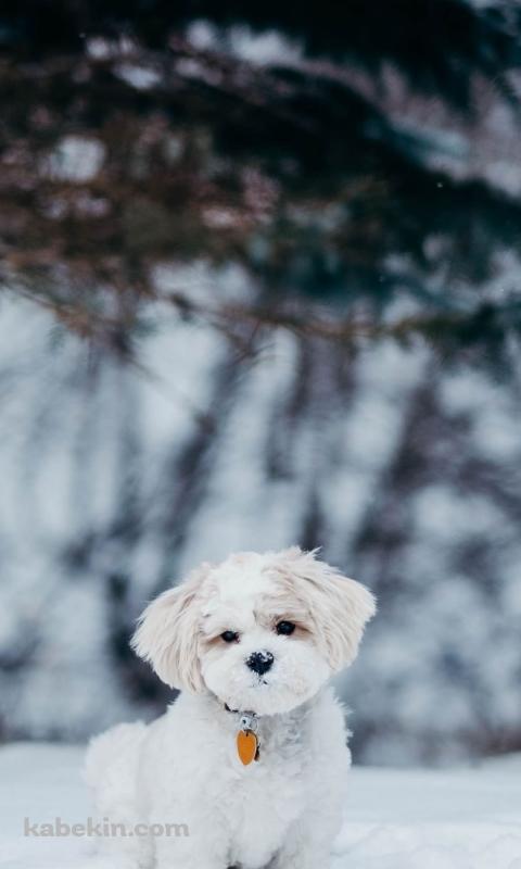 雪の中の子犬のAndroidの壁紙(480px x 800px) スマホ用