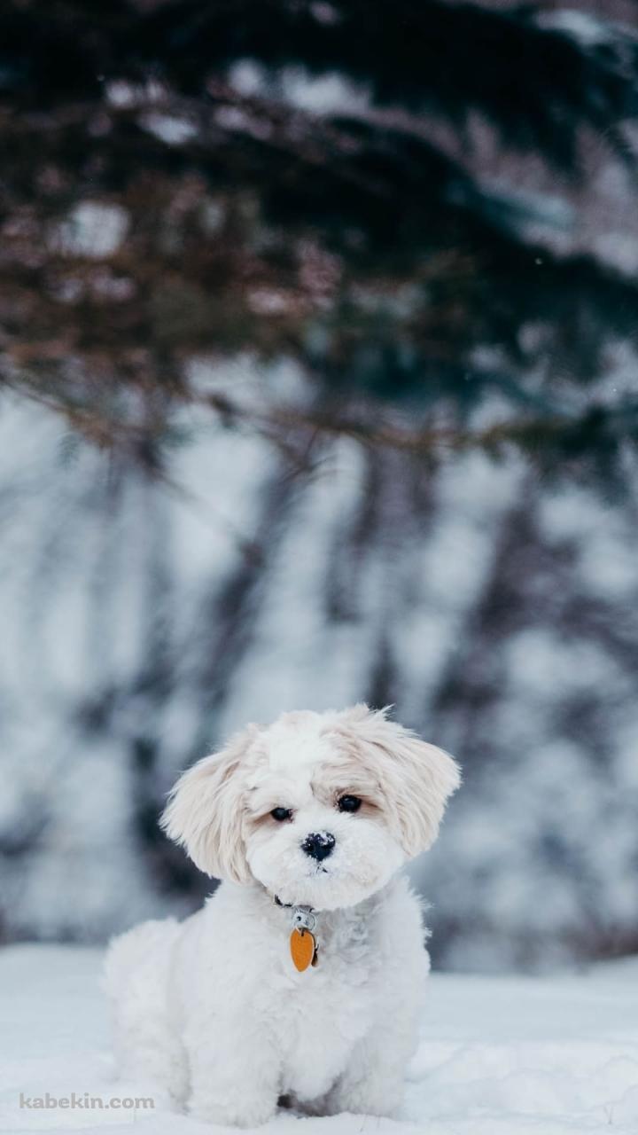 雪の中の子犬のAndroidの壁紙(720px x 1280px) スマホ用
