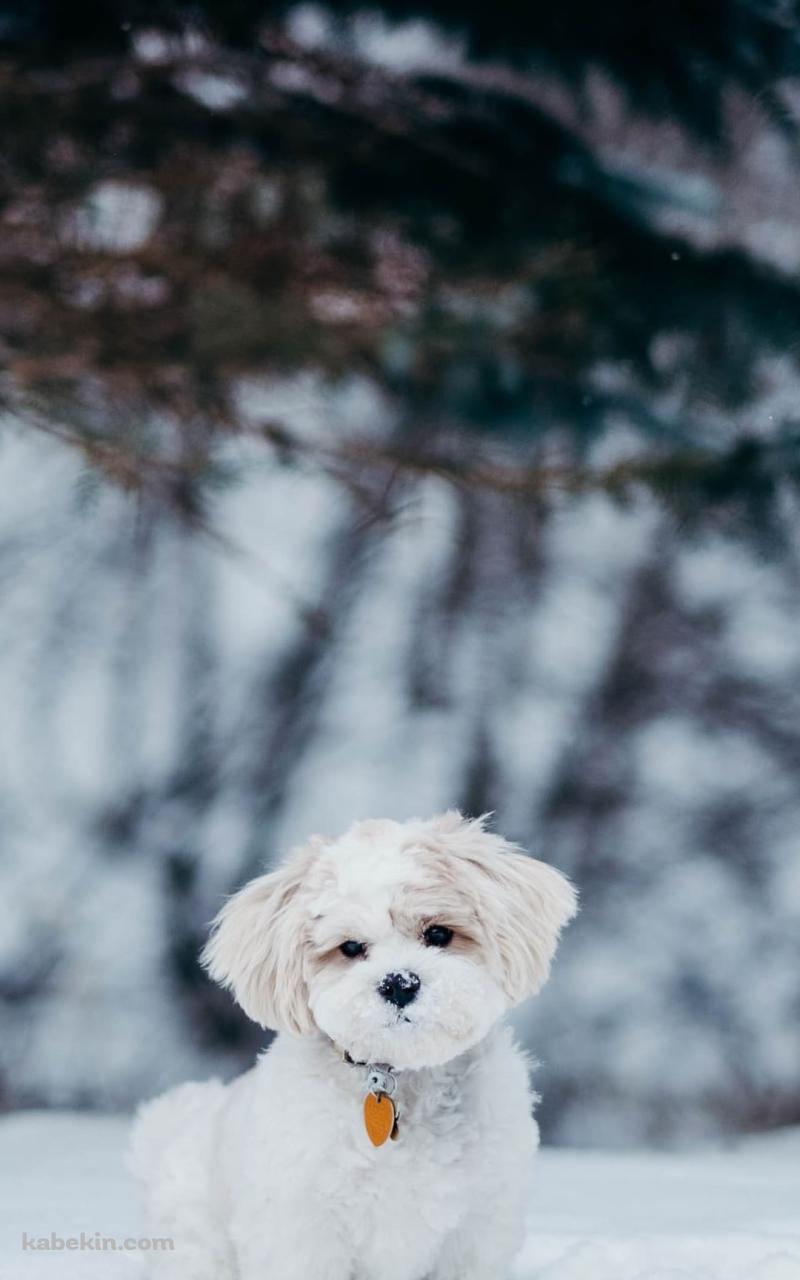 雪の中の子犬のAndroidの壁紙(800px x 1280px) スマホ用