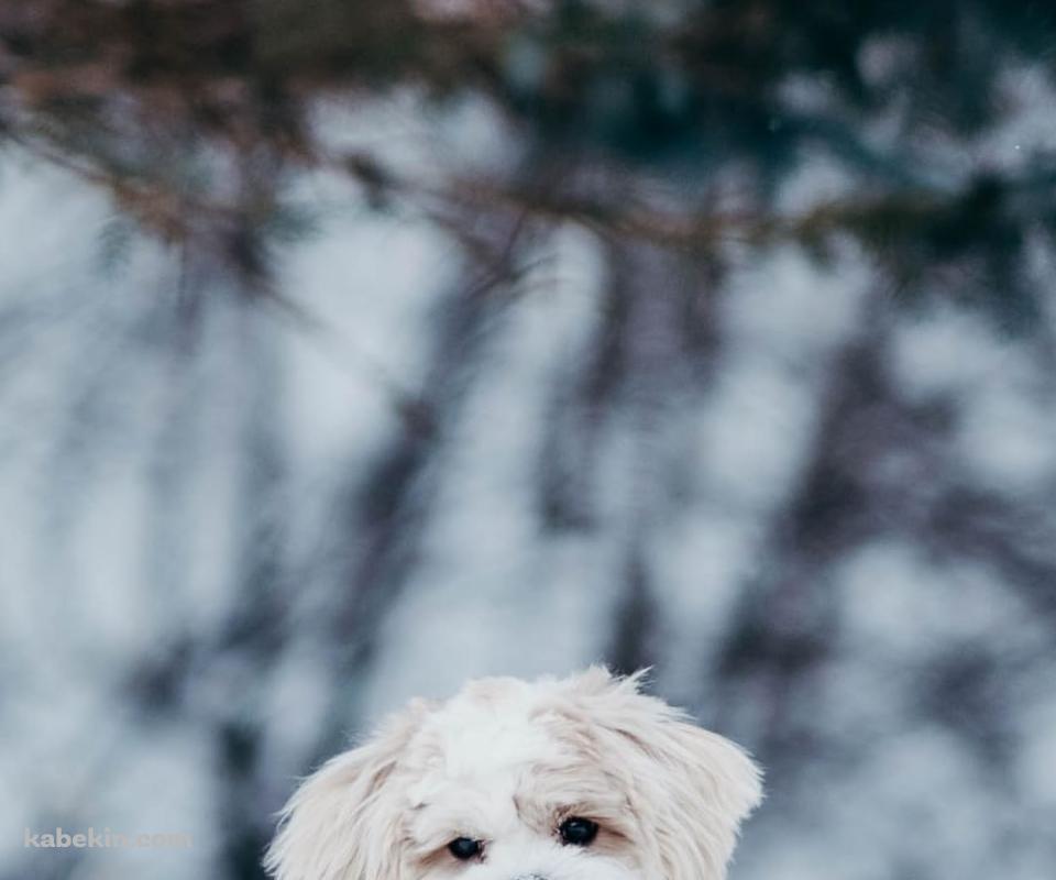 雪の中の子犬のAndroidの壁紙(960px x 800px) スマホ用