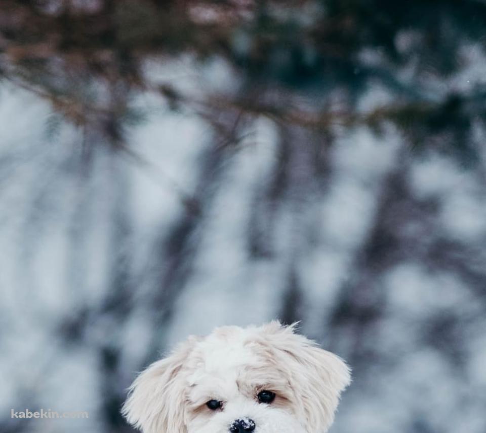 雪の中の子犬のAndroidの壁紙(960px x 854px) スマホ用