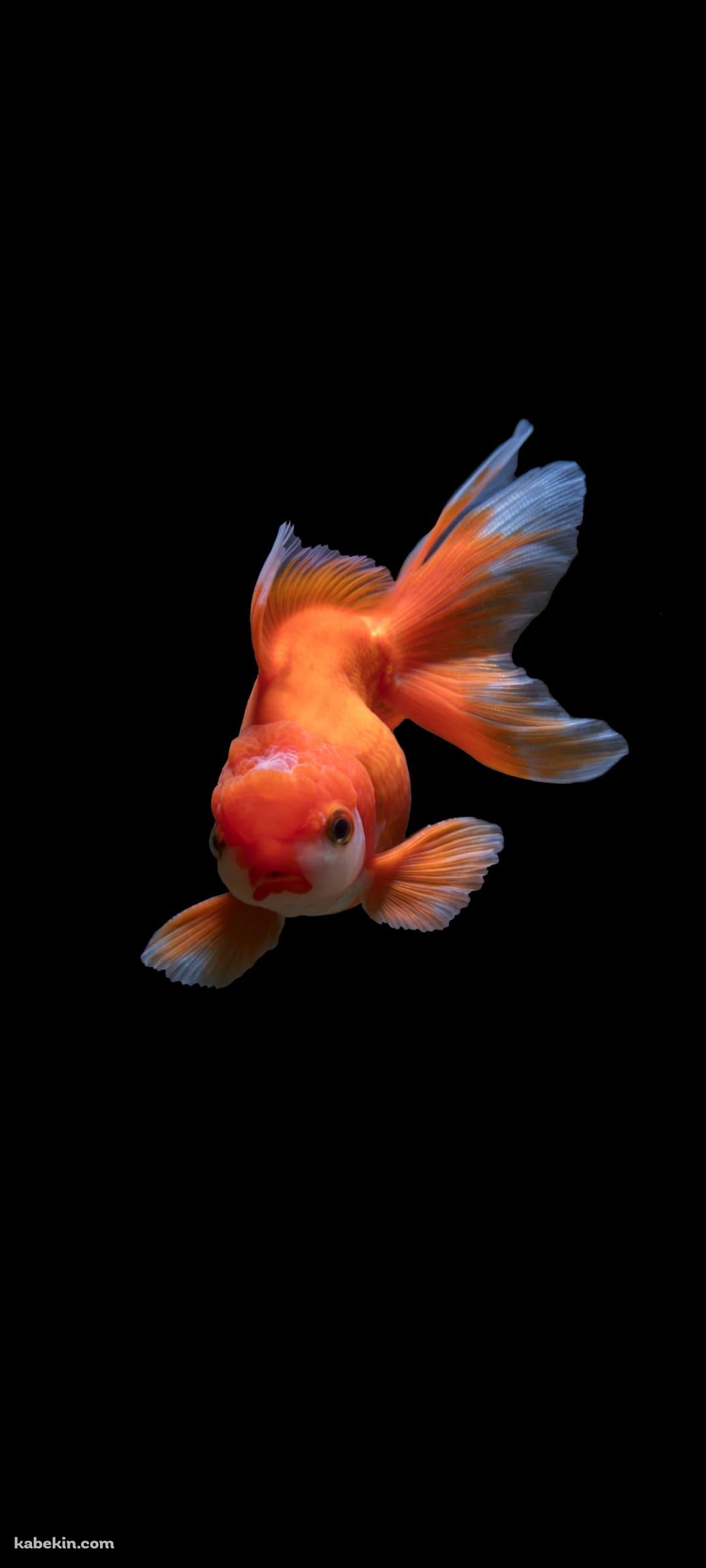 赤と白の金魚のAndroidの壁紙(1080px x 2400px) スマホ用