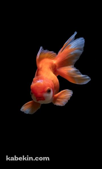 赤と白の金魚のAndroidの壁紙(360px x 592px) スマホ用