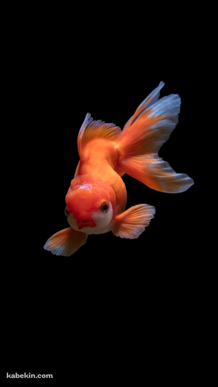 赤と白の金魚のAndroidの壁紙(720px x 1280px) スマホ用