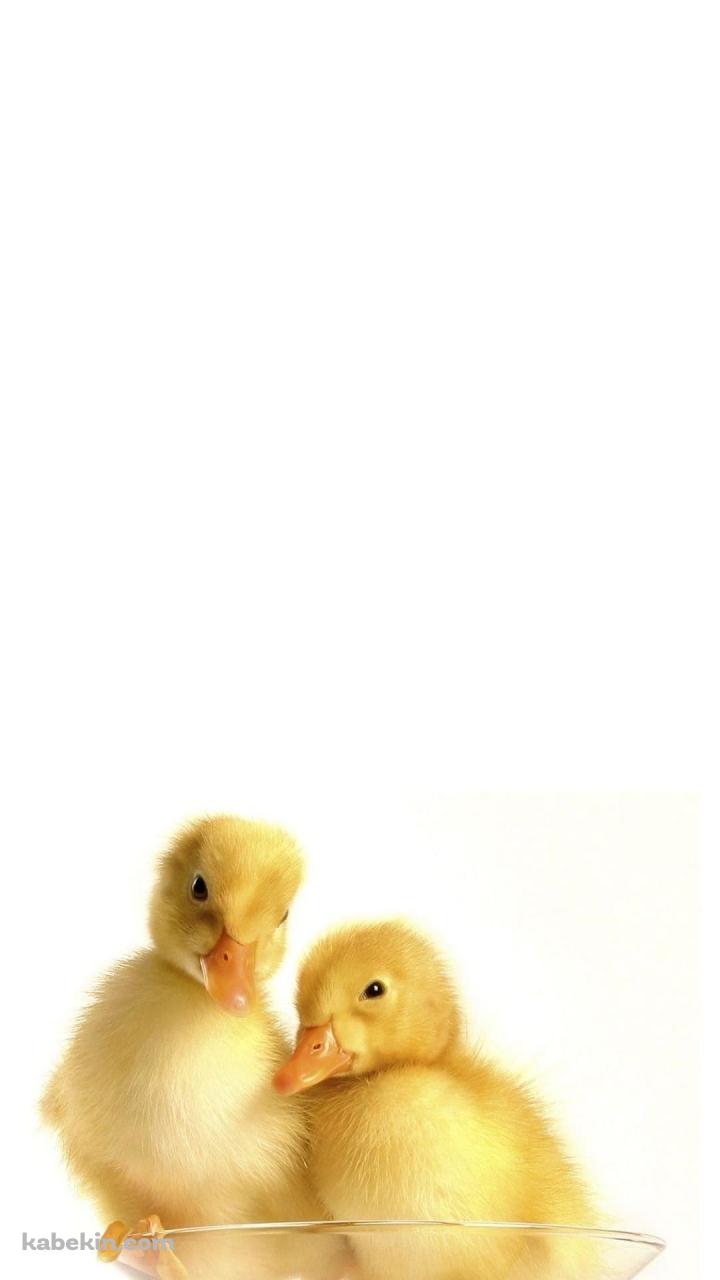 2羽のアヒルのAndroidの壁紙(720px x 1280px) スマホ用
