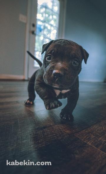 室内を歩く可愛い黒い子犬のAndroidの壁紙(360px x 592px) スマホ用