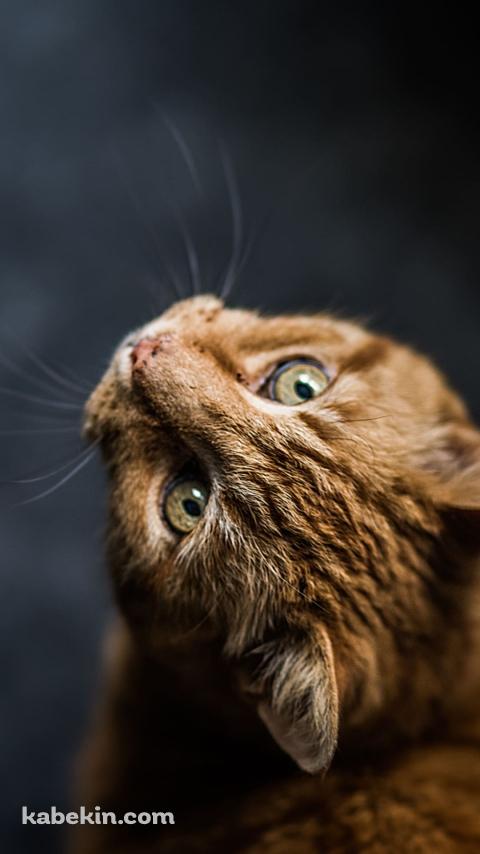 上を見つけるかっこいい茶色の猫のAndroidの壁紙(480px x 854px) スマホ用