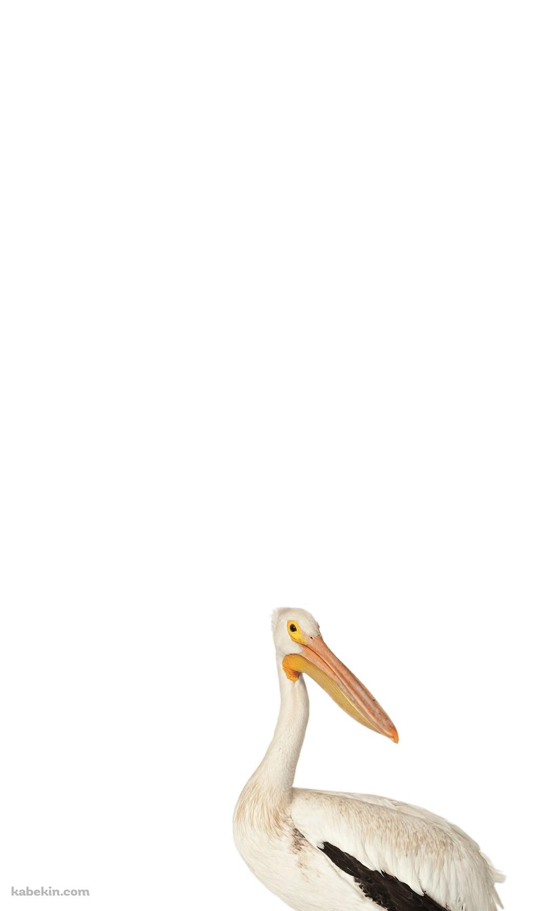 ペリカンのAndroidの壁紙(1080px x 1776px) スマホ用