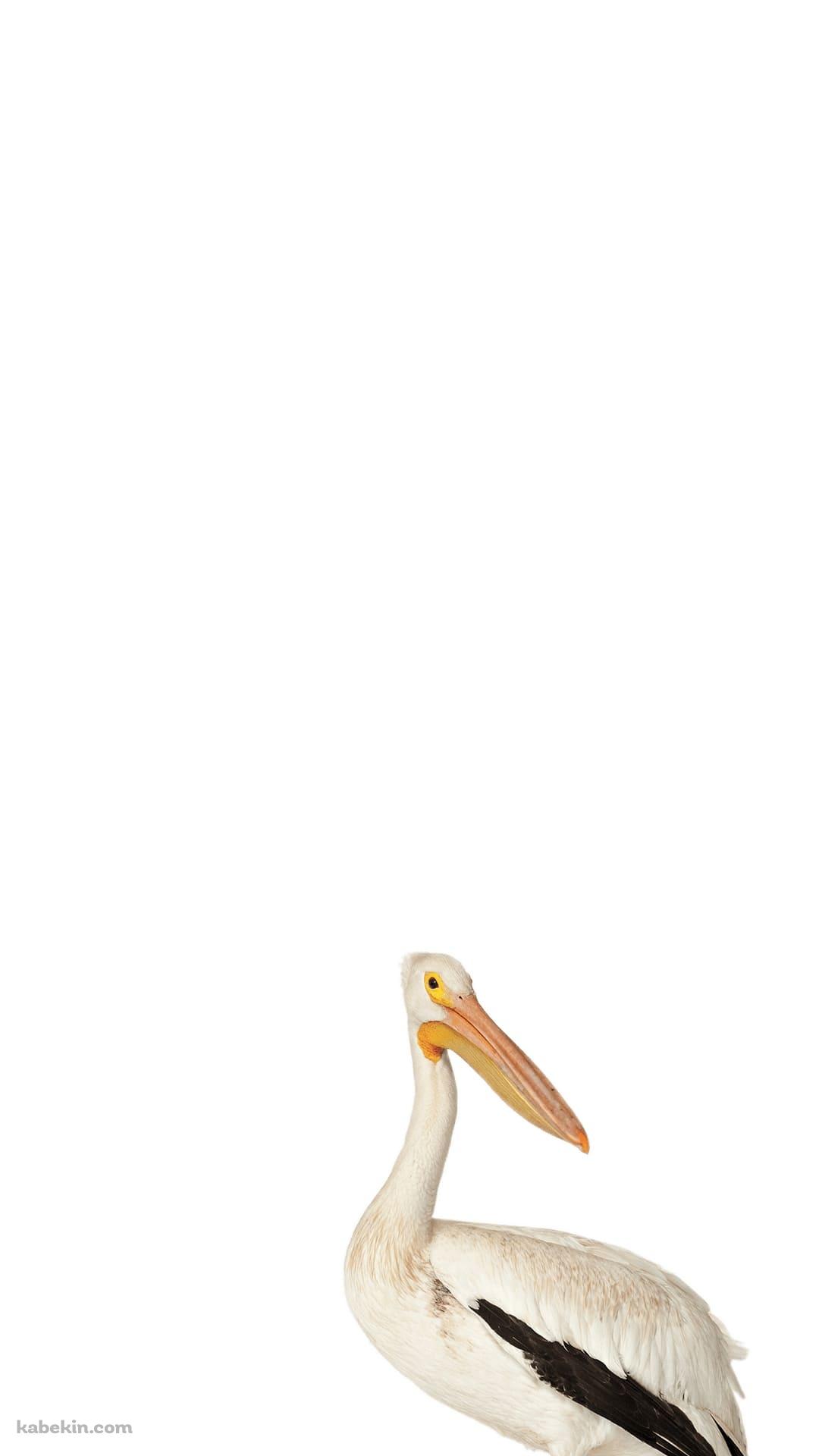 ペリカンのAndroidの壁紙(1080px x 1920px) スマホ用