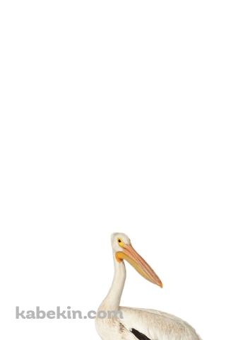 ペリカンのAndroidの壁紙(320px x 480px) スマホ用