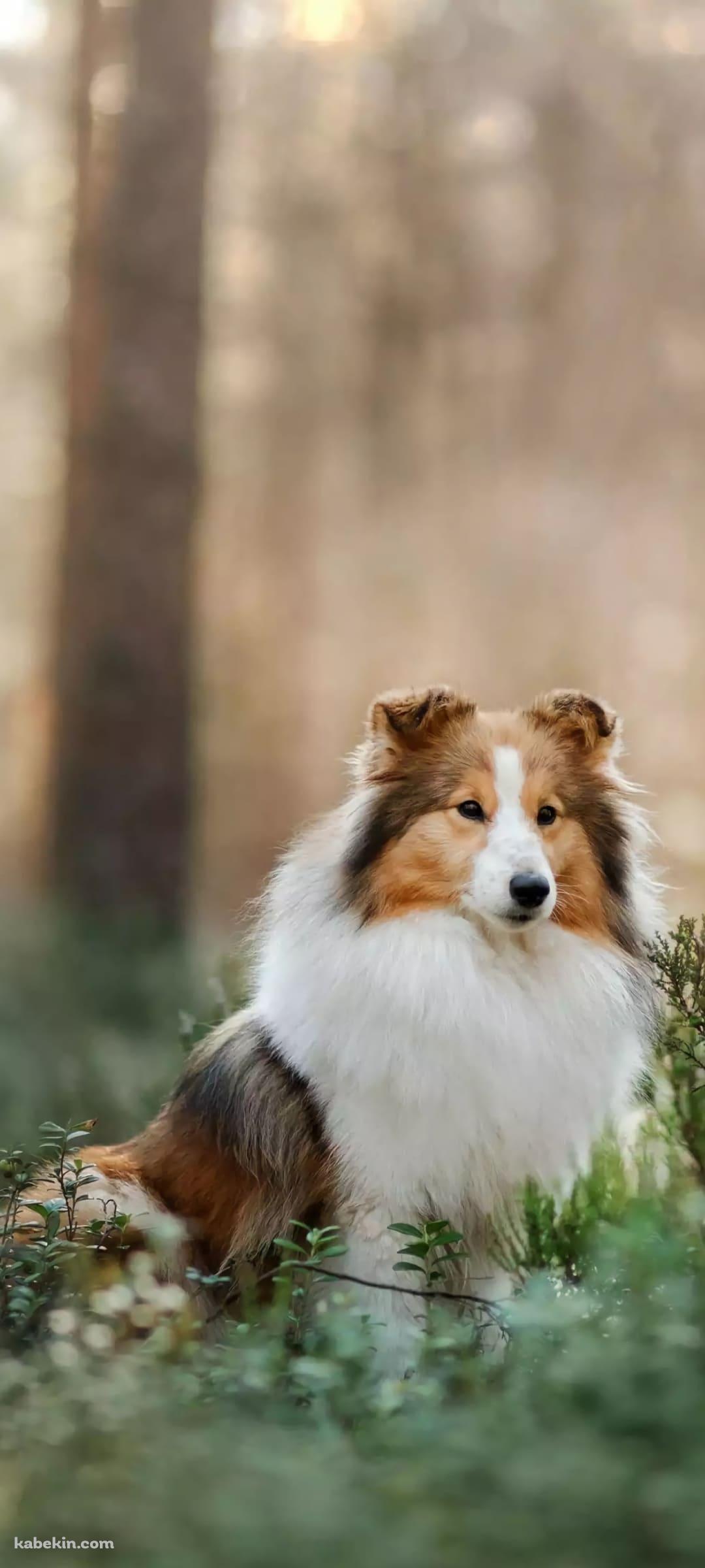 シェットランドシープドックのAndroidの壁紙(1080px x 2400px) スマホ用