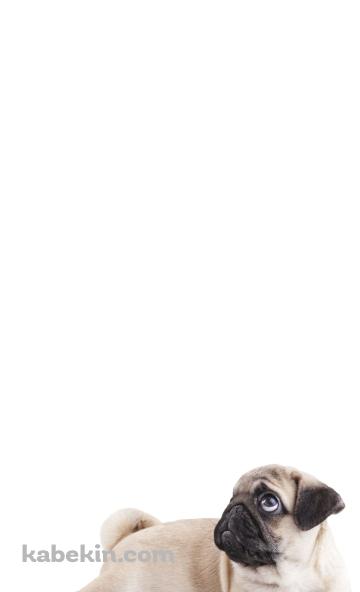 パグ 犬のAndroidの壁紙(360px x 592px) スマホ用
