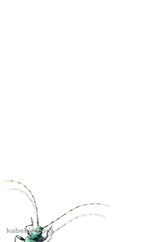 カミキリムシのAndroidの壁紙(480px x 800px) スマホ用