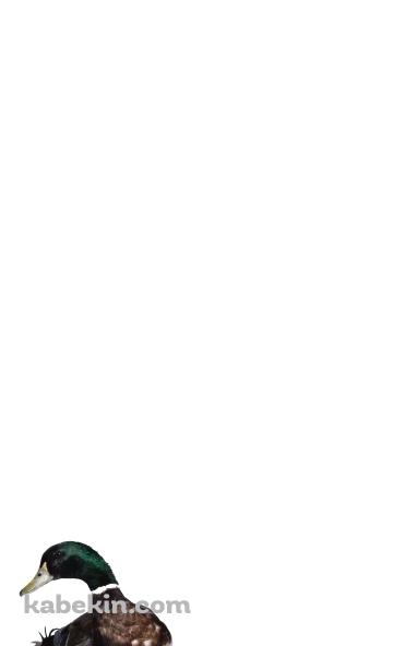 カモのAndroidの壁紙(360px x 592px) スマホ用