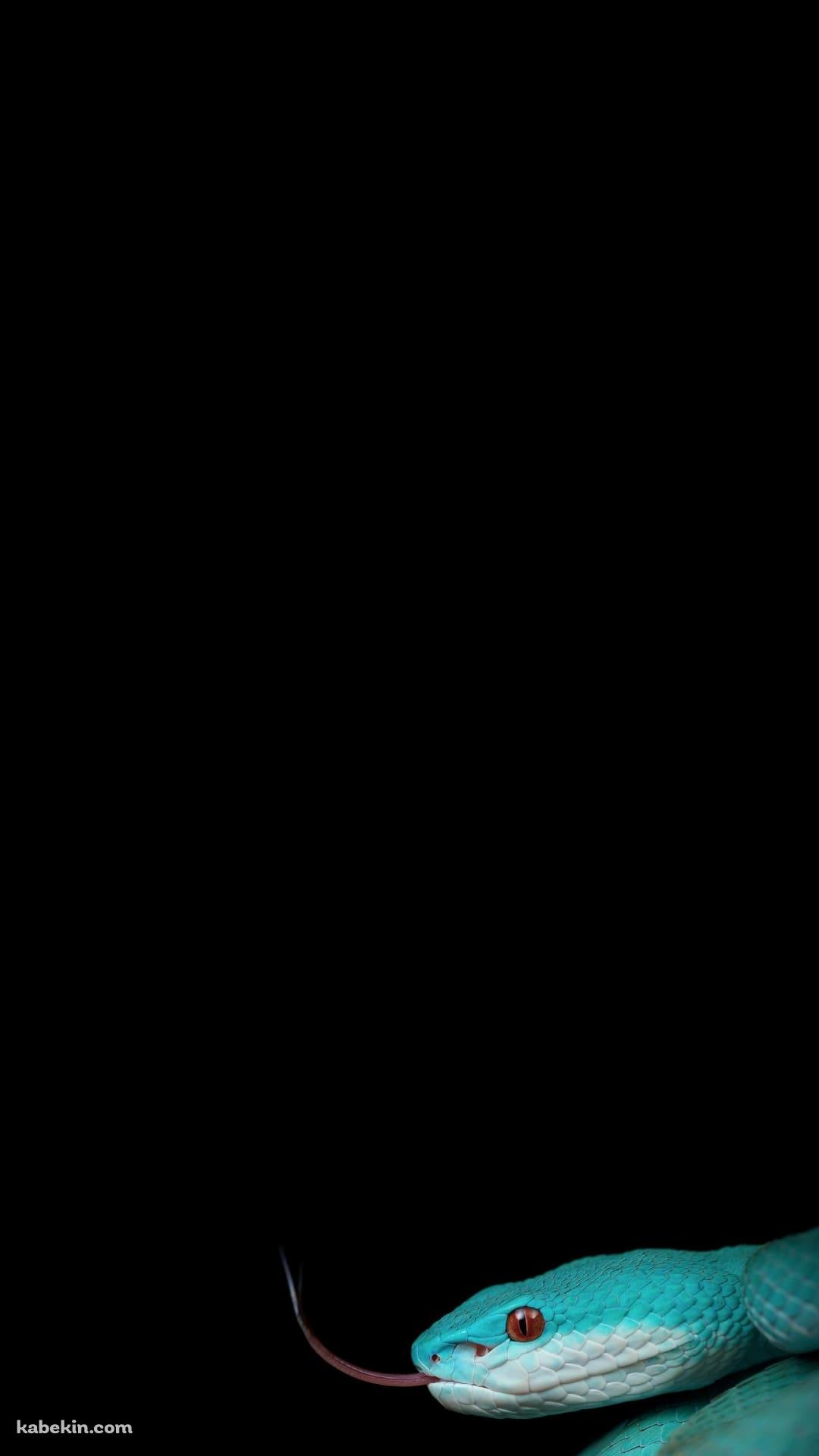 綺麗な緑の蛇のAndroidの壁紙(1080px x 1920px) スマホ用
