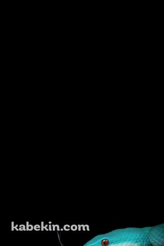 綺麗な緑の蛇のAndroidの壁紙(320px x 480px) スマホ用