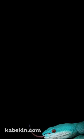 綺麗な緑の蛇のAndroidの壁紙(360px x 592px) スマホ用