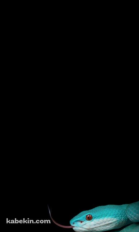 綺麗な緑の蛇のAndroidの壁紙(480px x 800px) スマホ用