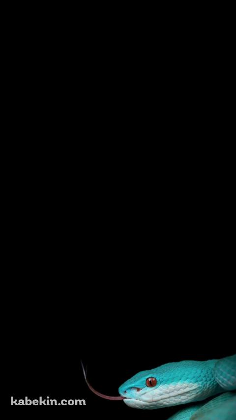 綺麗な緑の蛇のAndroidの壁紙(480px x 854px) スマホ用
