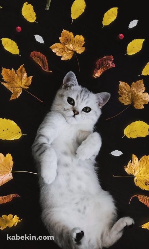 寝そべる猫と葉っぱのAndroidの壁紙(480px x 800px) スマホ用