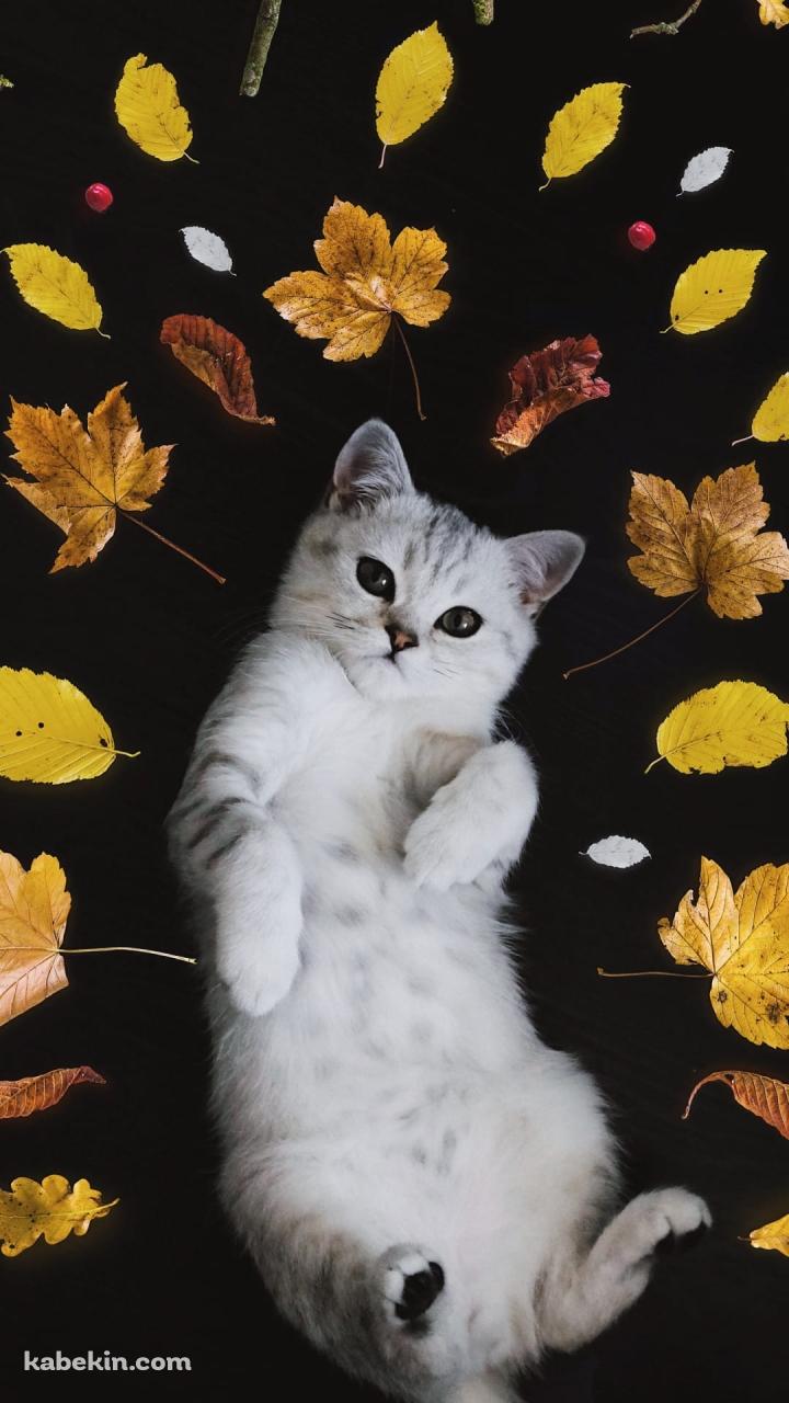 寝そべる猫と葉っぱのAndroidの壁紙(720px x 1280px) スマホ用