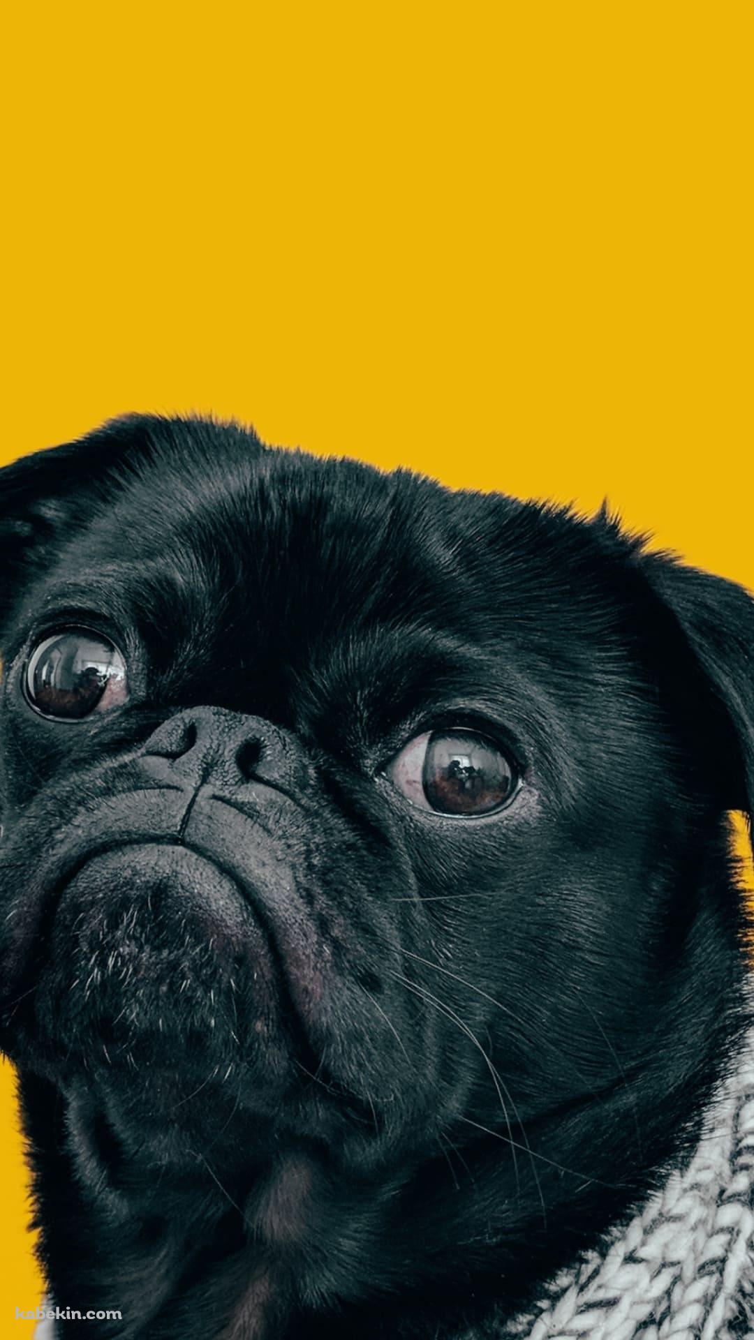 可愛い黒のパグのAndroidの壁紙(1080px x 1920px) スマホ用