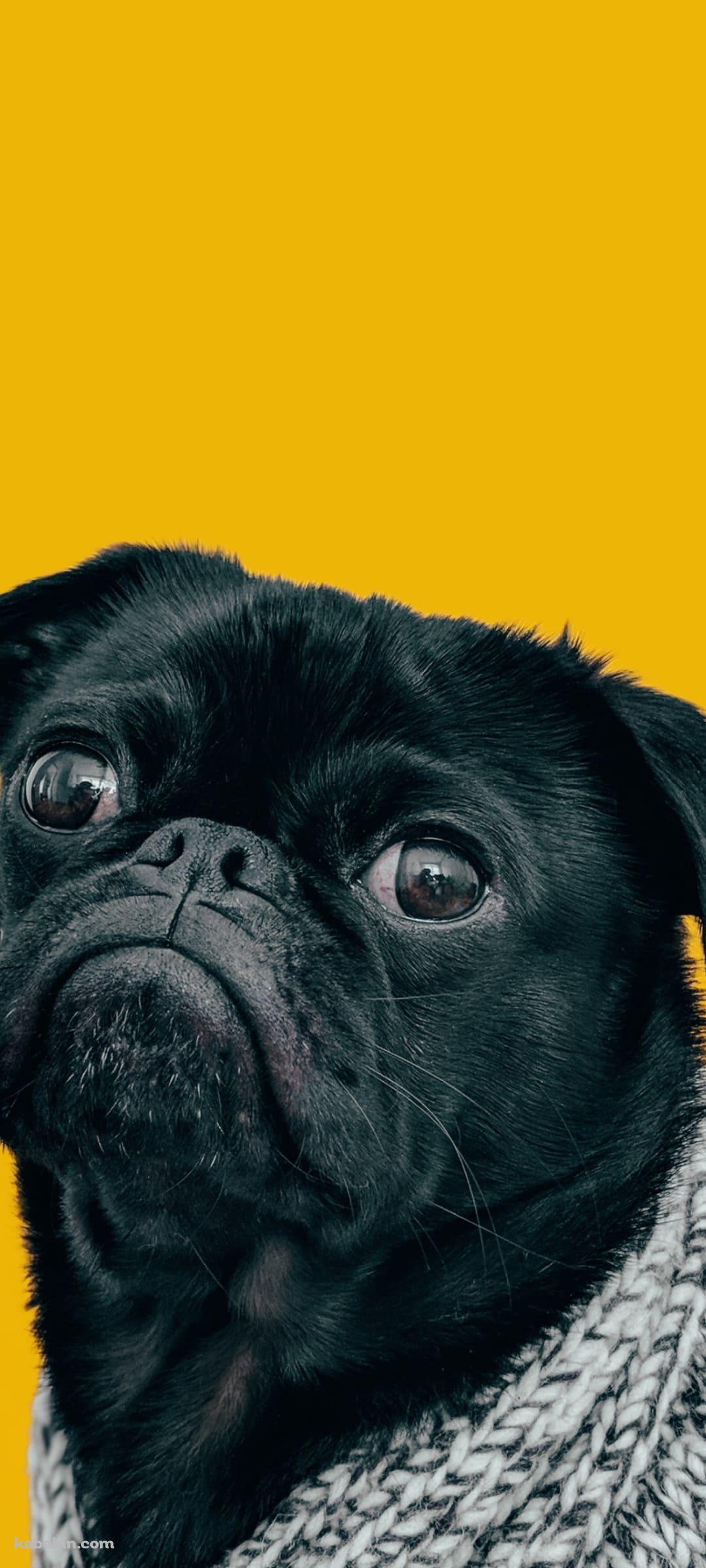 可愛い黒のパグのAndroidの壁紙(1080px x 2400px) スマホ用