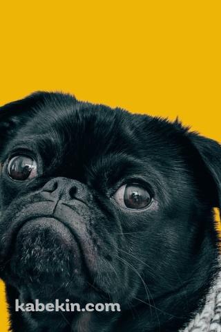 可愛い黒のパグのAndroidの壁紙(320px x 480px) スマホ用