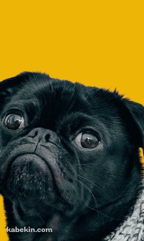 可愛い黒のパグのAndroidの壁紙(480px x 800px) スマホ用