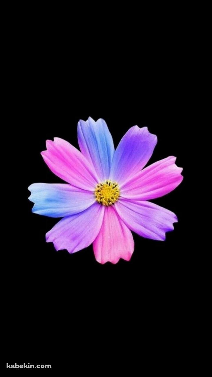 紫・ピンク・水色の花のAndroidの壁紙(720px x 1280px) スマホ用