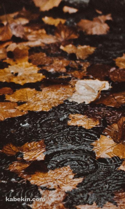 雨の日の落ち葉 波紋のAndroidの壁紙(480px x 800px) スマホ用